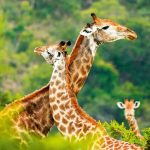 SUDAFRICA e MAURITIUS