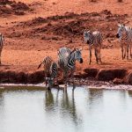 AMBOSELI, TSAVO OVEST E MARE