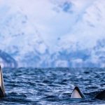 KILPISJARVI E TROMSO BALENE, ORCHE E l’AURORA BOREALE