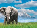KENYA INTOUR EXPLORE DISCOVERY - immagine 4