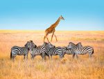 TANZANIA SAFARI E MARE - immagine 4