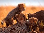 TANZANIA SAFARI E MARE