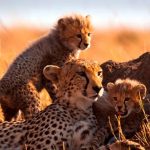 TANZANIA SAFARI E MARE