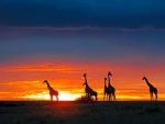 KENYA INTOUR EXPLORE DISCOVERY