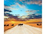 KENYA INTOUR EXPLORE DISCOVERY - immagine 7