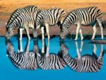 NAMIBIA - immagine 4